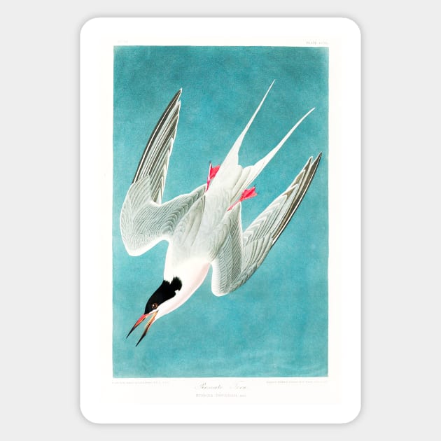 Roseate Tern from Birds of America (1827) Sticker by WAITE-SMITH VINTAGE ART